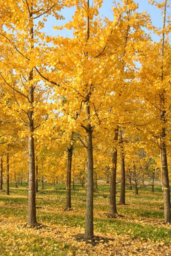 3 nieuwe bomen in ons bos!