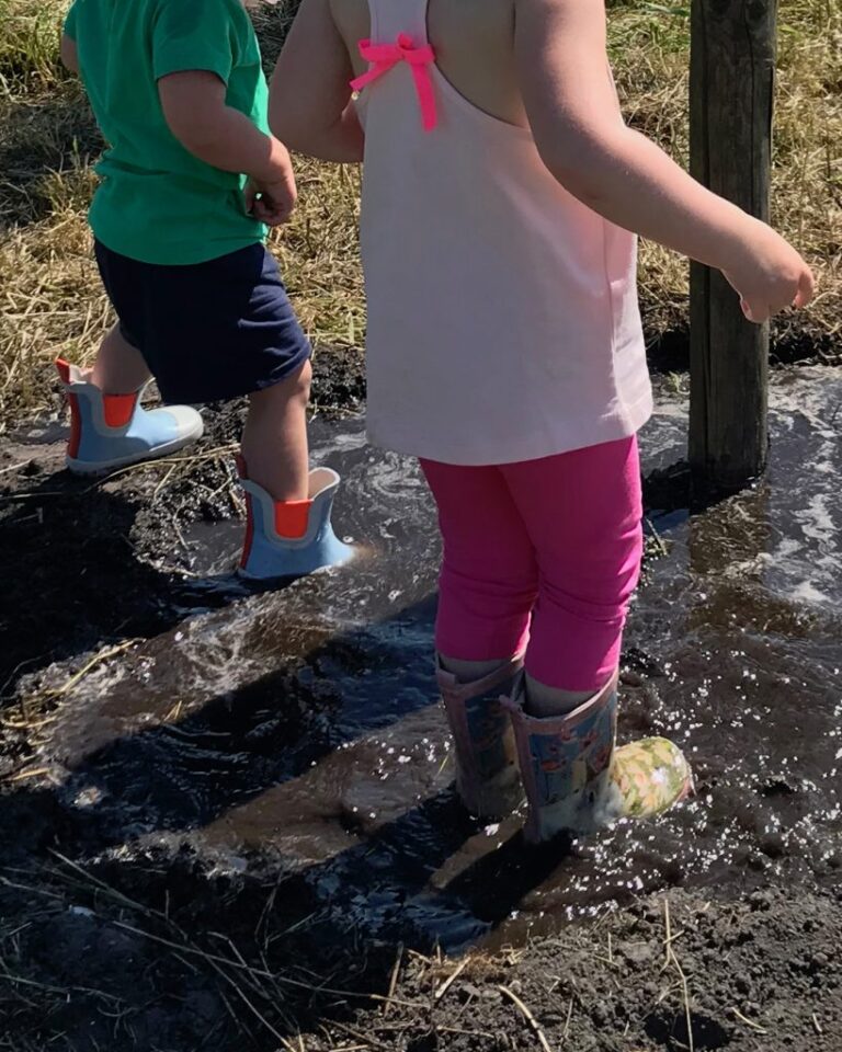 Onze Ginkgo’s hebben de droogte doorstaan