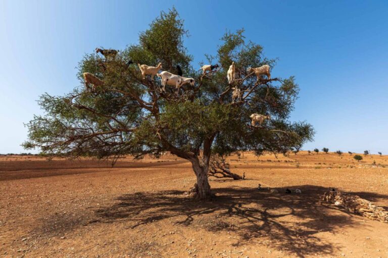 Release: Cleverdesk 4.1 Argan