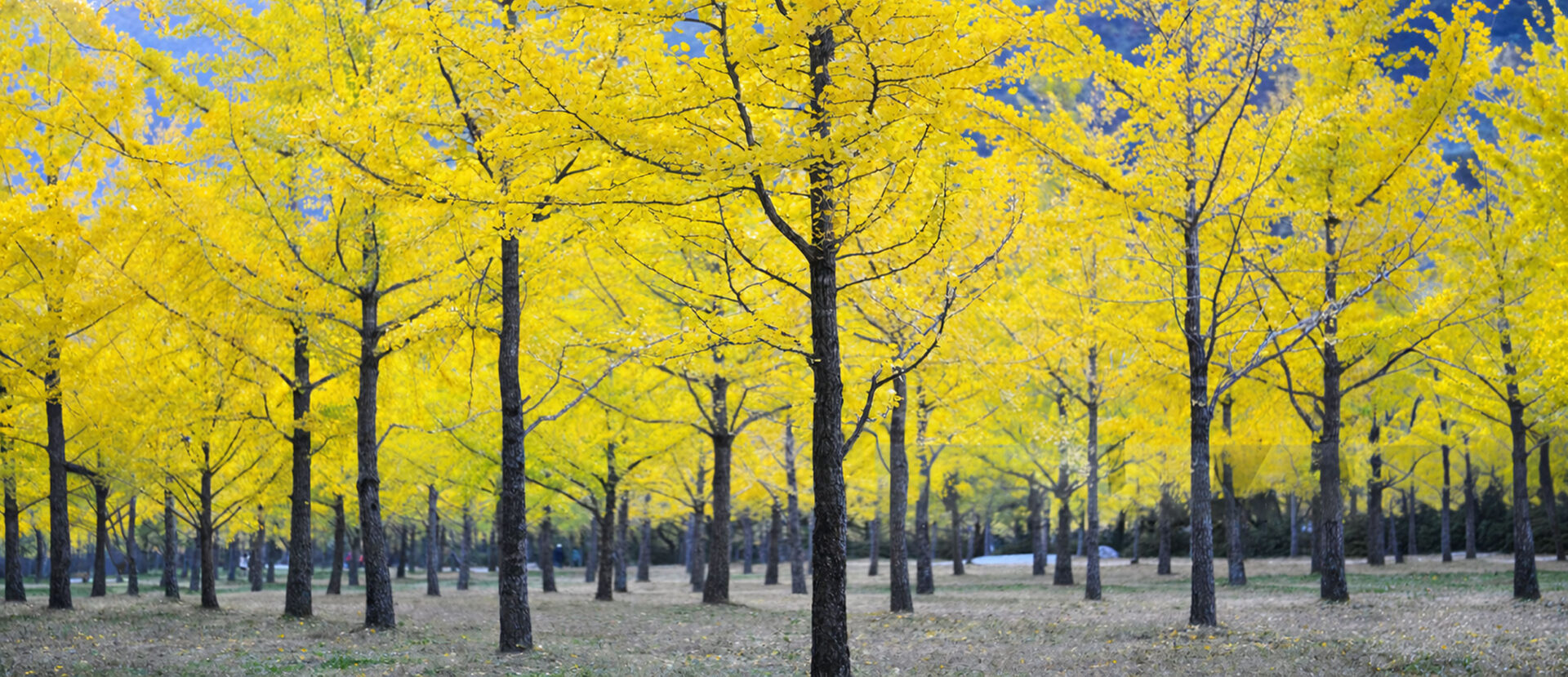 Verantwoord ondernemen